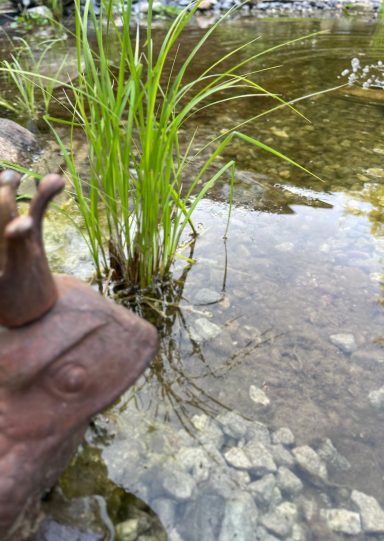Eine Kröte mit einer Krone steht am Rand eines Teichs mit Wasserpflanzen.