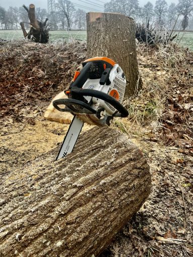 Eine Kettensäge liegt auf einem gefällten Baumstamm im Wald.