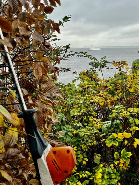 Sicht auf einen geschnittenen Strauch mit einer Motorsense im Vordergrund.