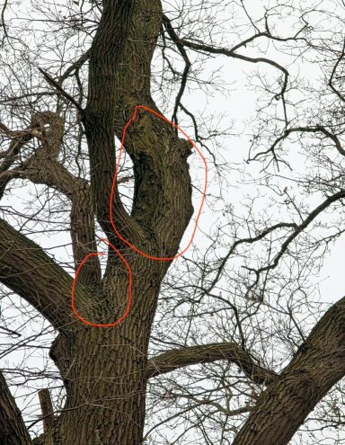 Zwei gebogene Äste eines großen Baumes mit kahlen Zweigen im Hintergrund.