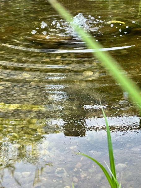 Klares Wasser mit Wellenbildung und einem grünen Pflanzenstängel im Vordergrund.