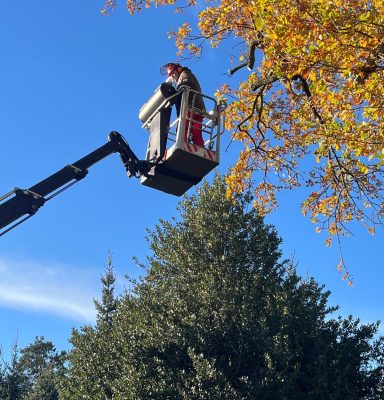Bäume bearbeiten wir per Hubarbeitsbühne oder in Seilklettertechnik.
