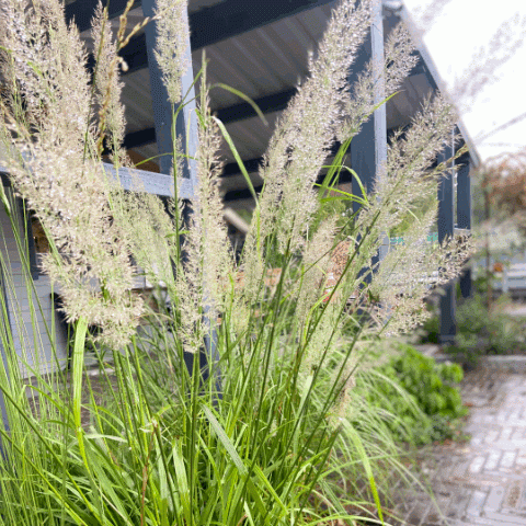 Gräser bereichern das Gartenumfeld