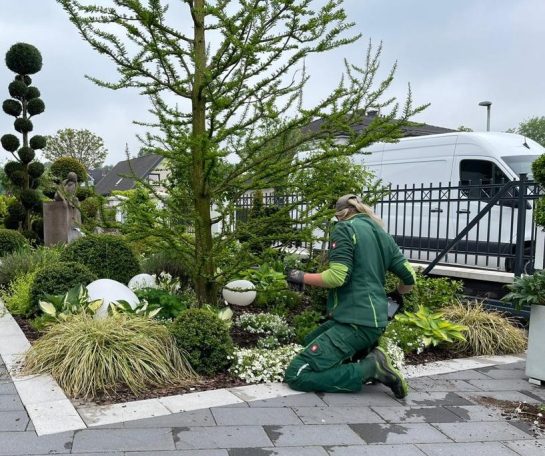 Gärtner kniet in einem gepflegten Garten und pflegt Pflanzen.