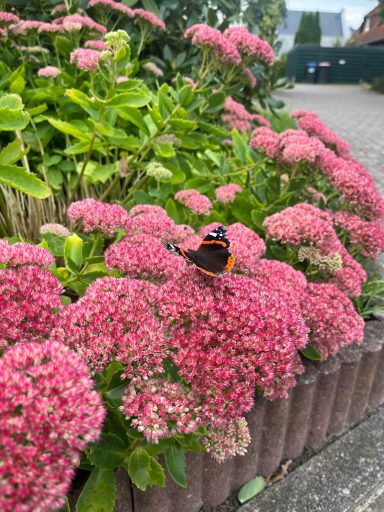 Schmetterling sitzt auf rosa Blumen in einem Garten.