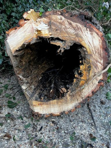 Hohle Baumstamm mit sichtbarem Inneren und grüner Vegetation im Hintergrund.