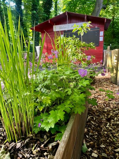 Blühende Pracht am Natur-Minigolf Dangast 