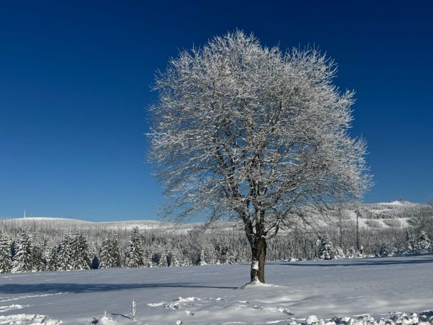 Ein schneebedeckter Baum vor klarem blauen Himmel in einer winterlichen Landschaft.