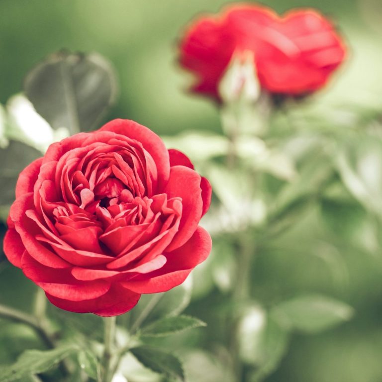 Rosen und Wildrosen bezaubern auf ihre ganz eigene Art und Weise