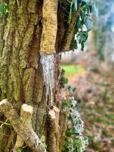 Eiszapfen hängen von einem Baumstamm in einer bewaldeten Umgebung.
