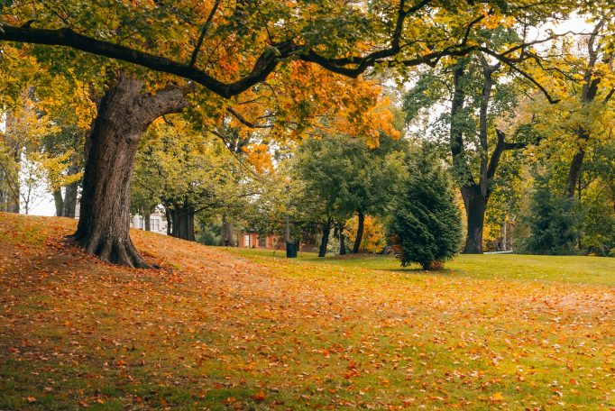 Herbstlandschaft mit einem großen Baum und bunten Blättern auf dem Boden.