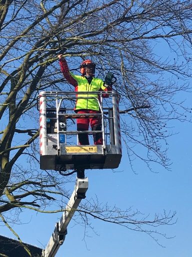 Mitarbeiter in Hebebühne schneidet einen Baum bei klarem Himmel.